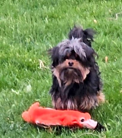 Photo of Tank