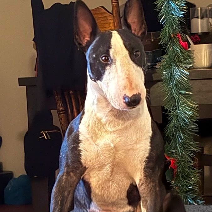 Photo of Kash