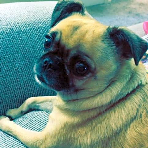 Photo of Lulu
