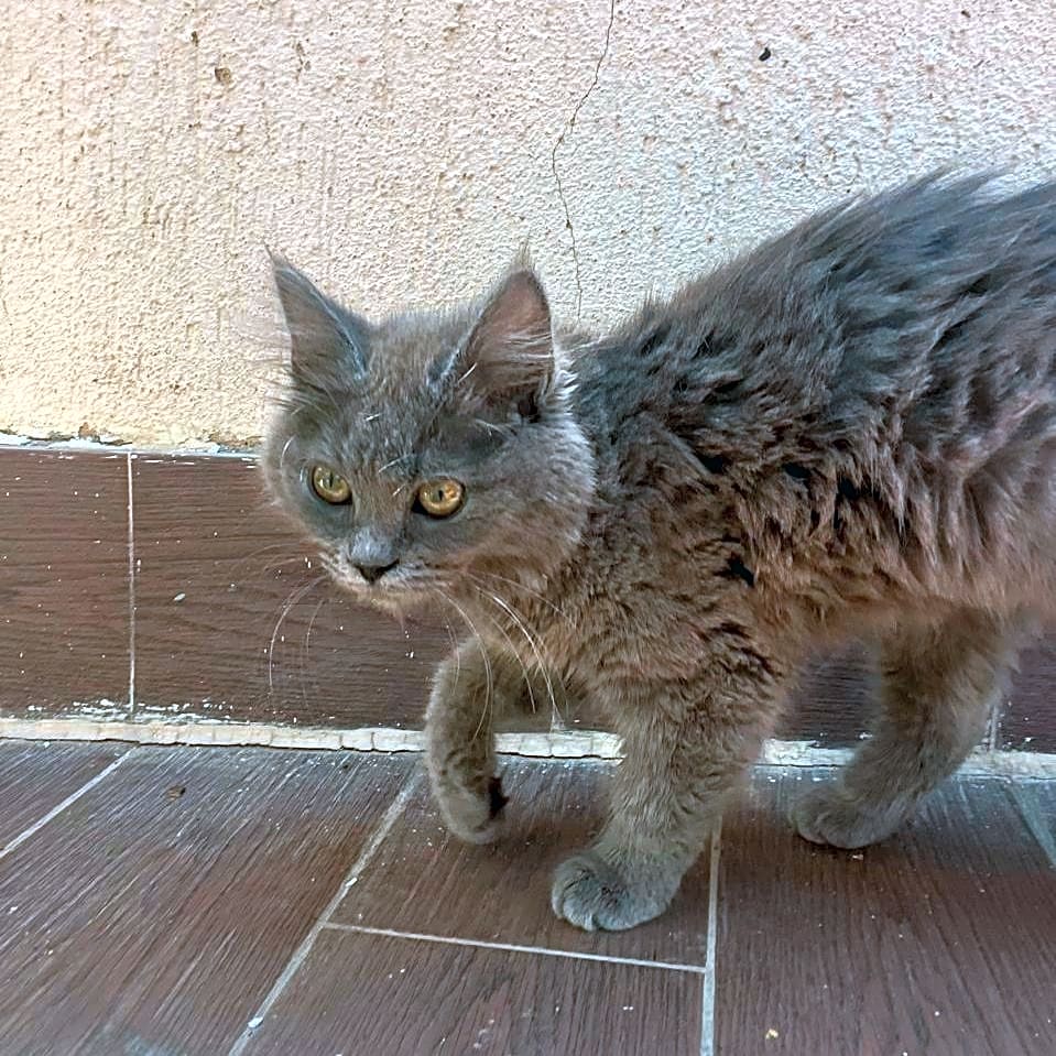 Photo of July TNVR of 5 cats