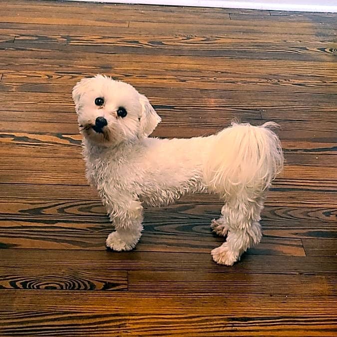 Photo of Baxter