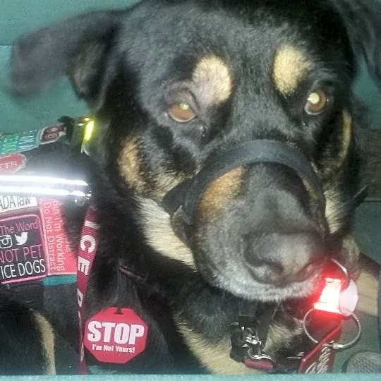 Photo of Bandit
