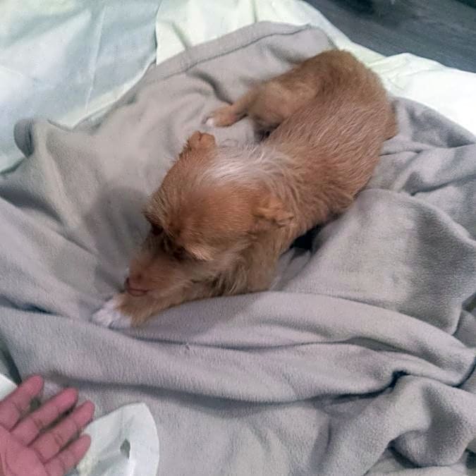 Photo of Tango