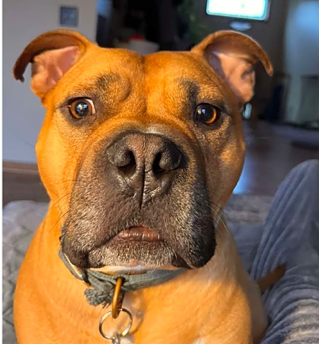 Photo of Hank
