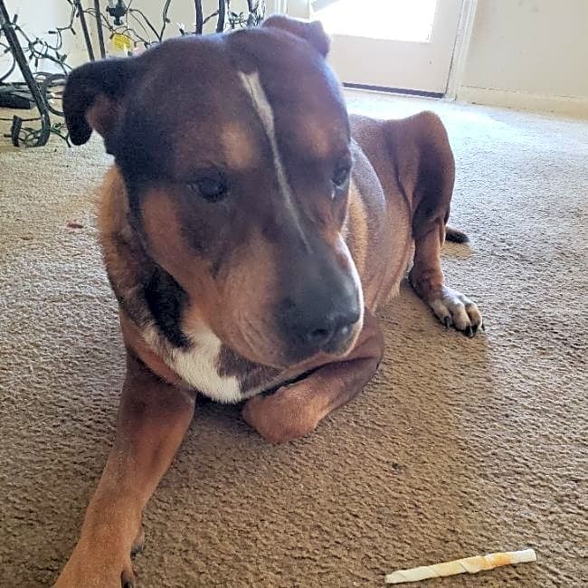 Photo of Lucky