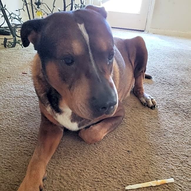Photo of Lucky