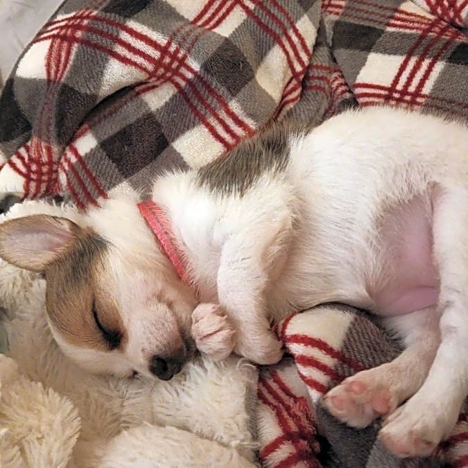 Photo of Daisy