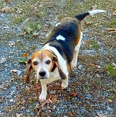 Photo of Abby
