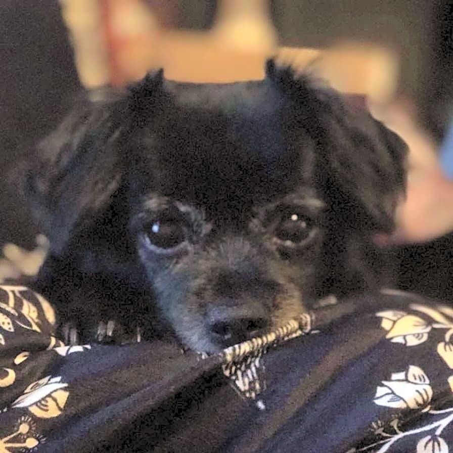 Photo of Niki