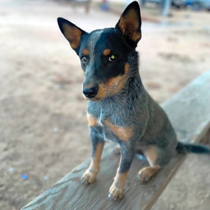 Photo of Oso