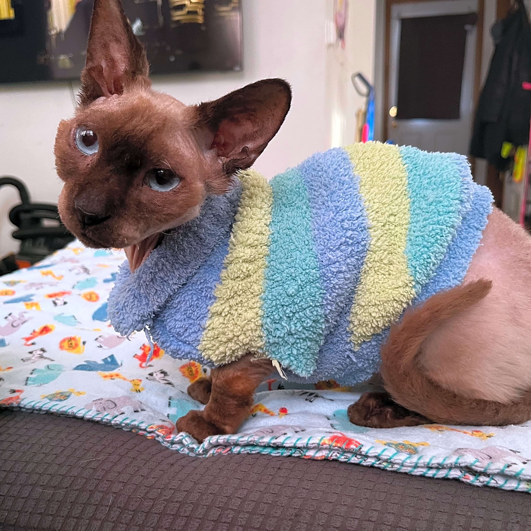 Photo of Romeo