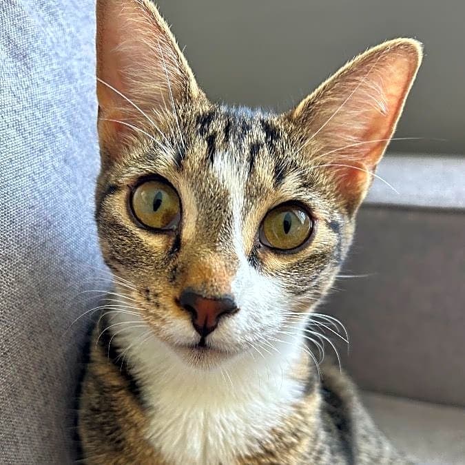 Photo of Milo