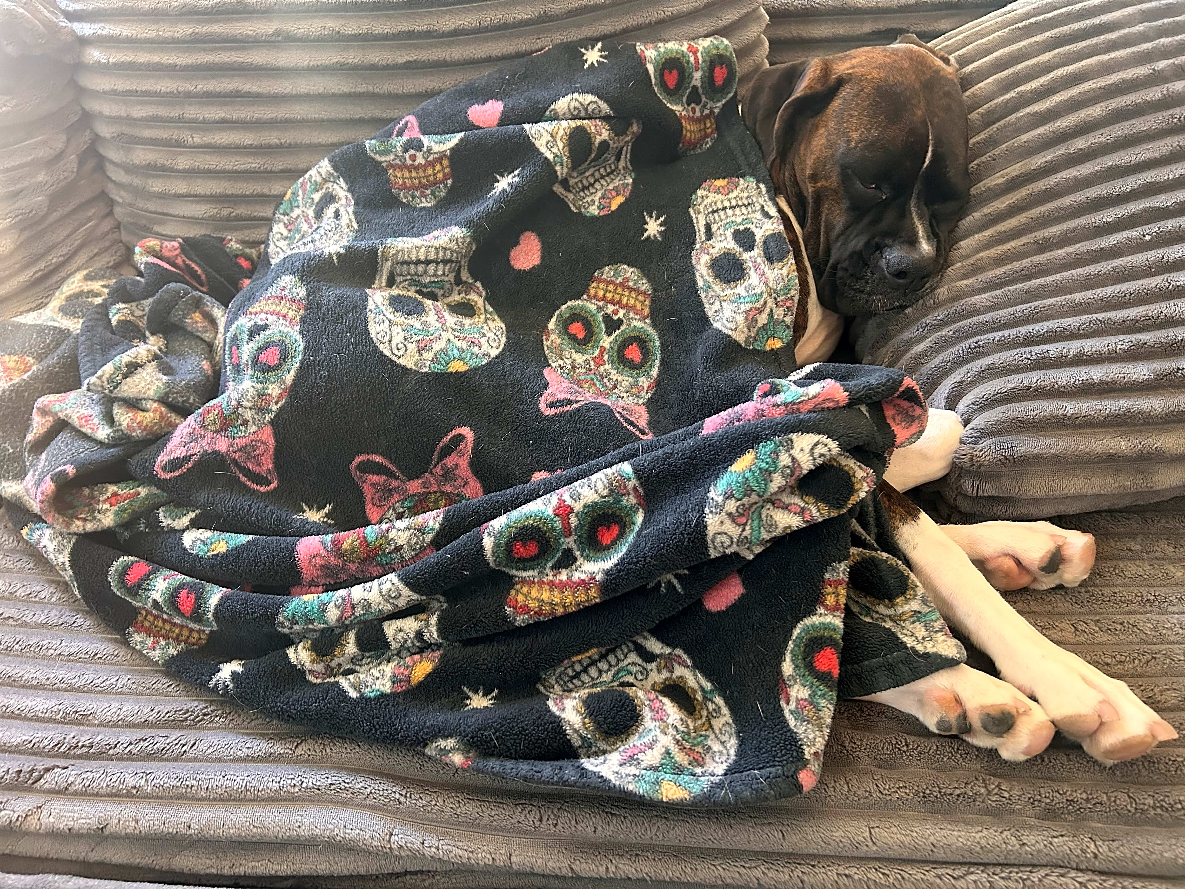 Photo of Bonnie