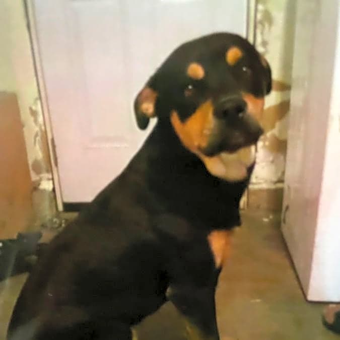 Photo of Max