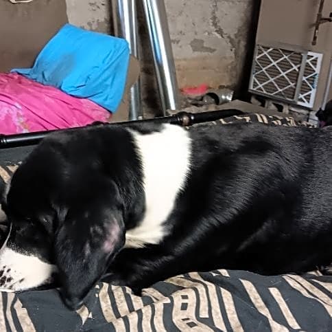 Photo of Bullet