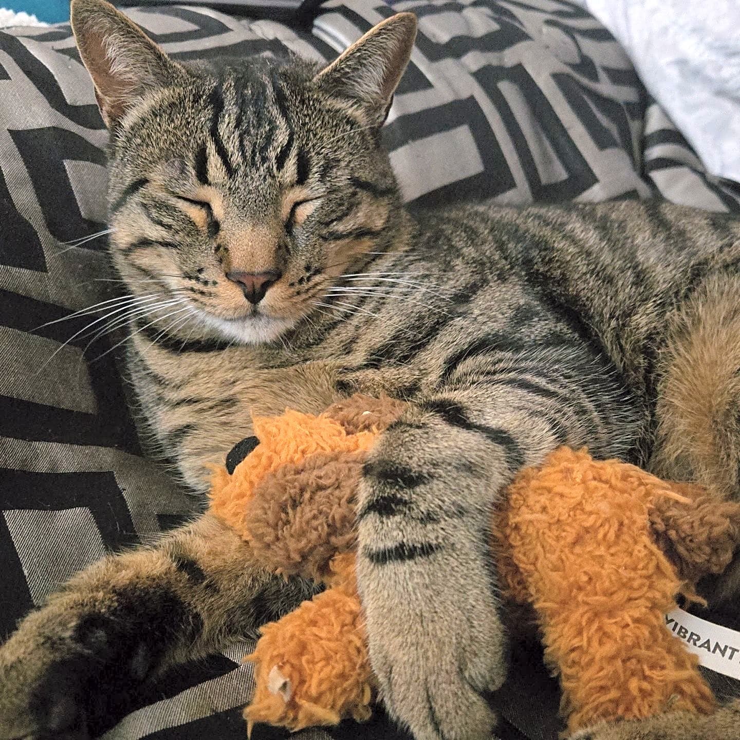 Photo of Taz