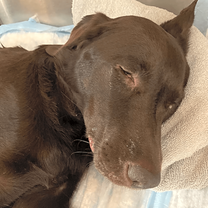 Photo of Nala