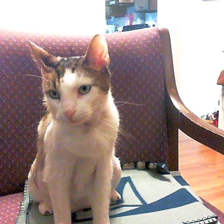 Photo of comet
