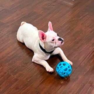 Photo of Gordo
