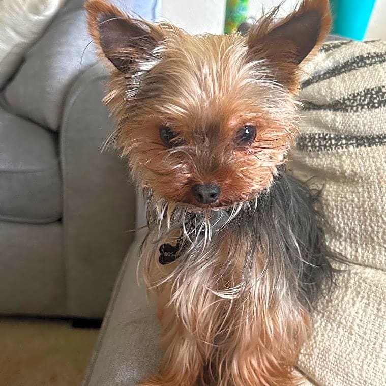 Photo of Moose