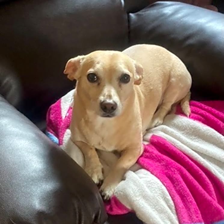 Photo of Mochi