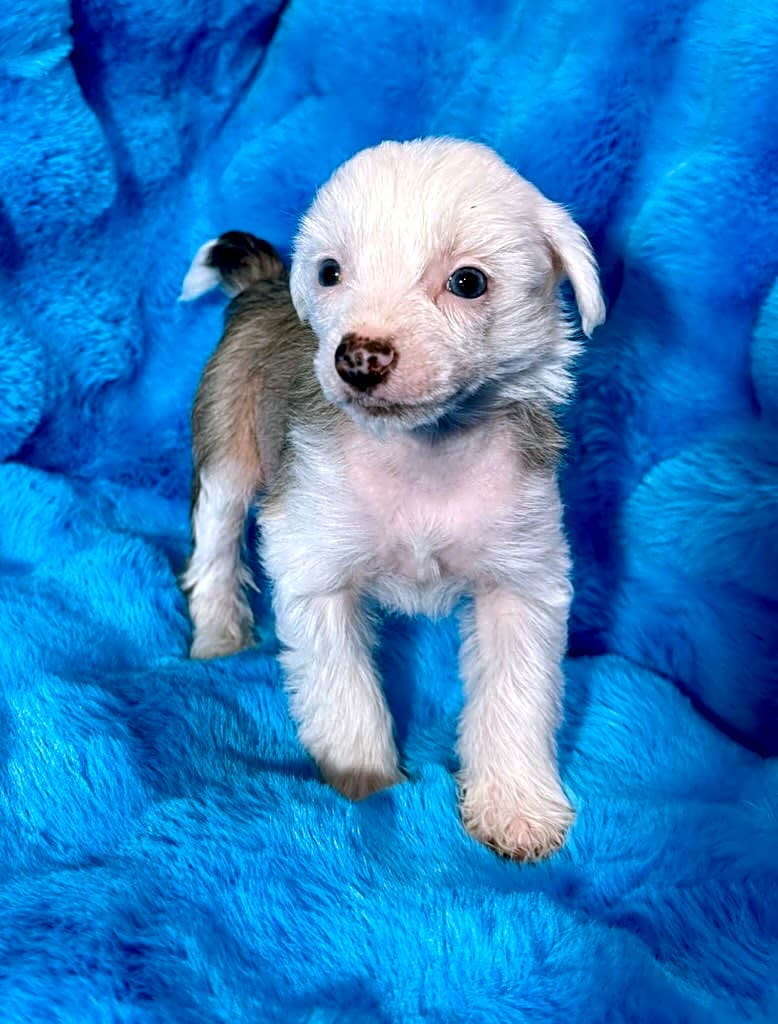 Photo of Echo