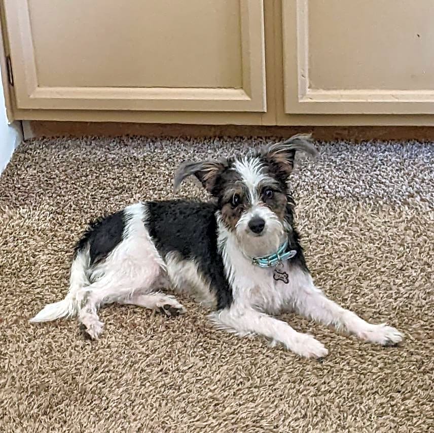 Photo of Loki