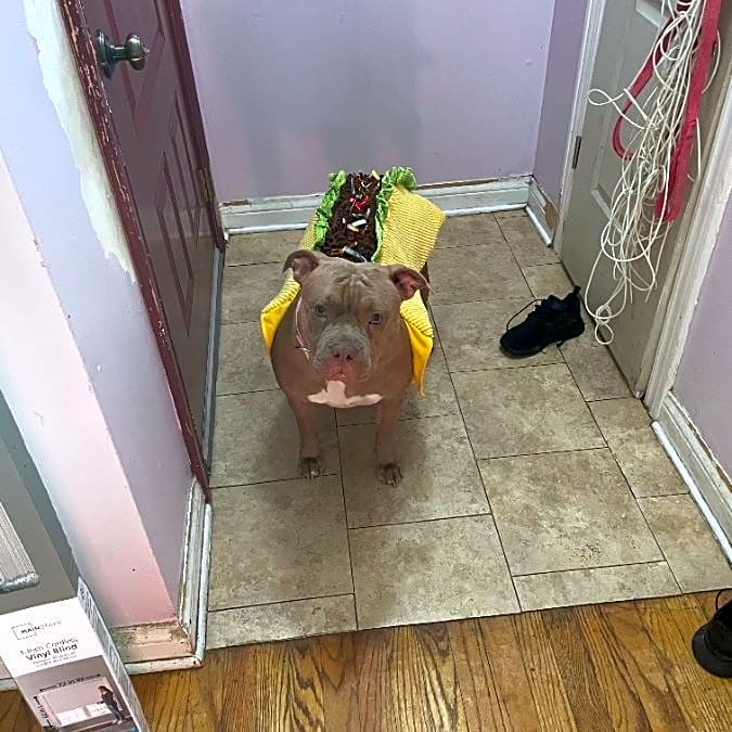 Photo of Pebbles