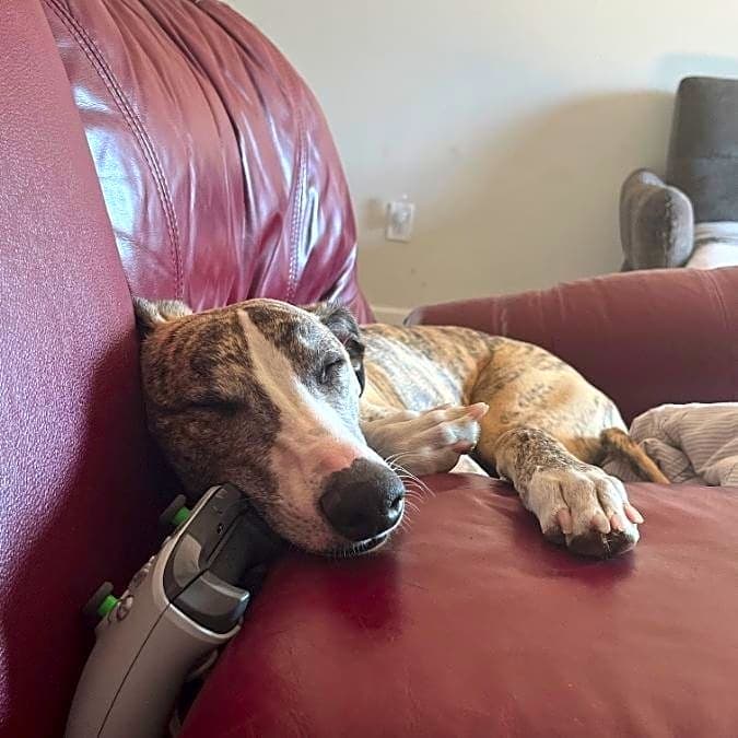 Photo of Apollo