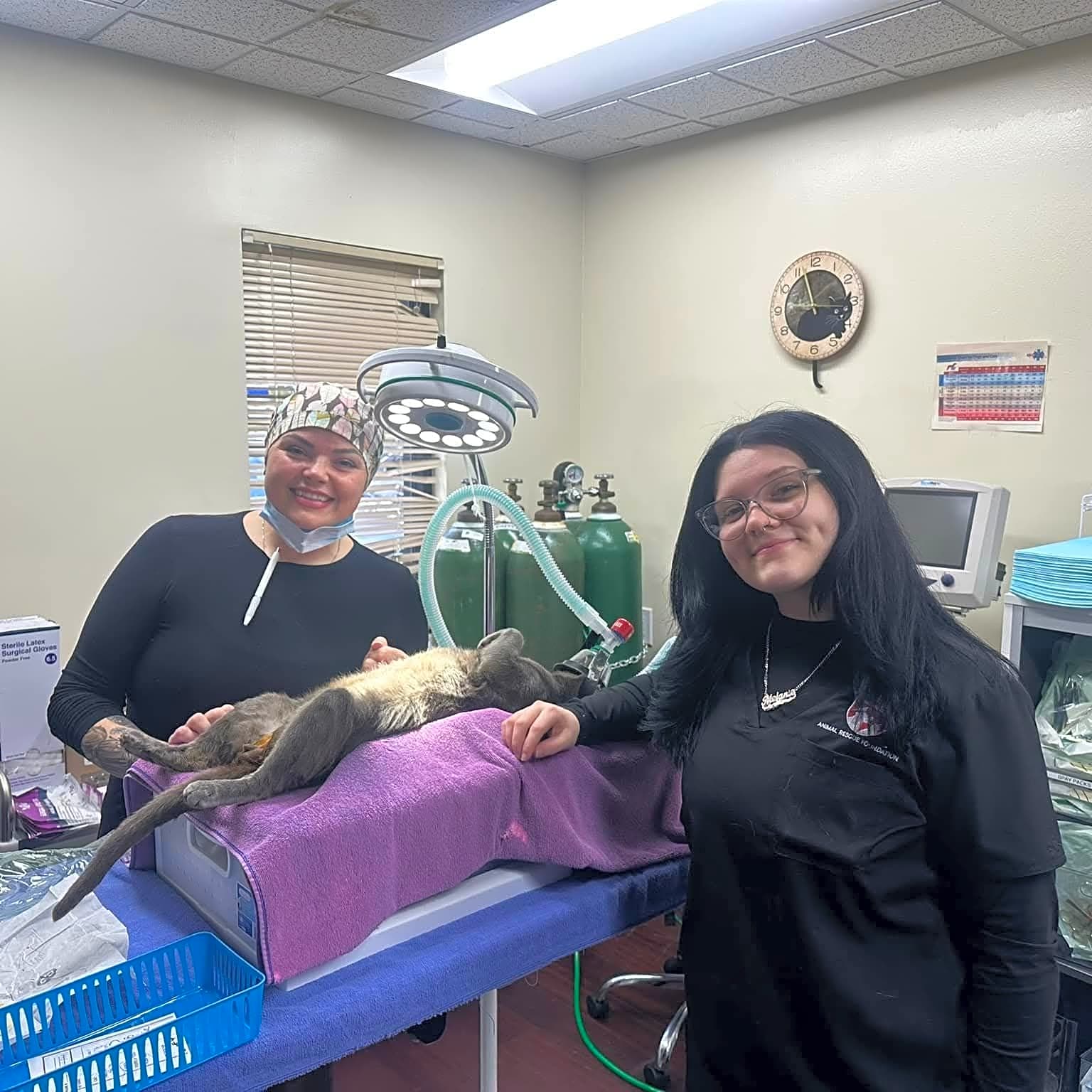 Photo of 14 Cats Spay/Neuter