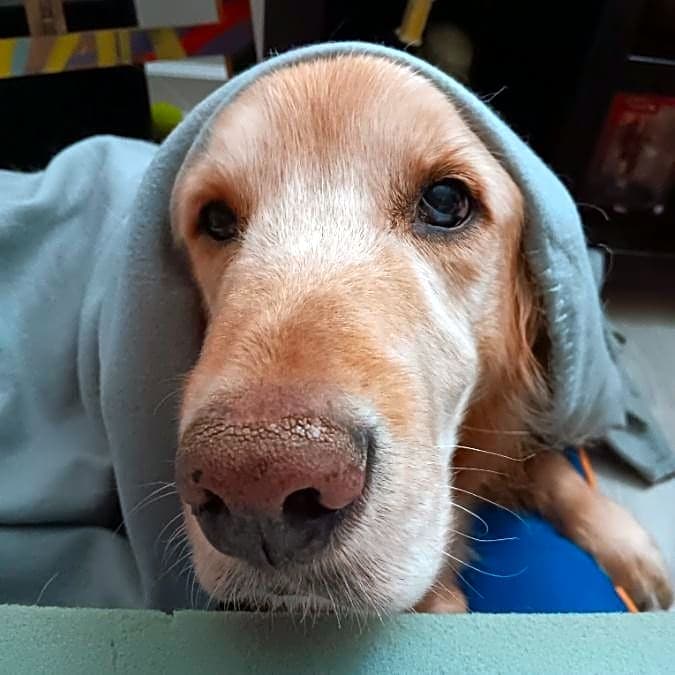 Photo of Duke