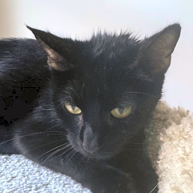 Photo of Nyx