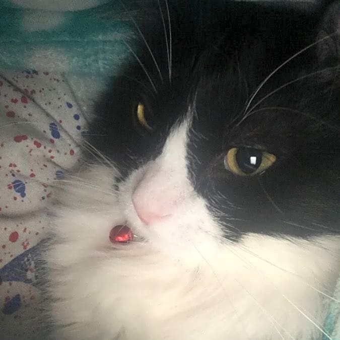 Photo of Fluffy