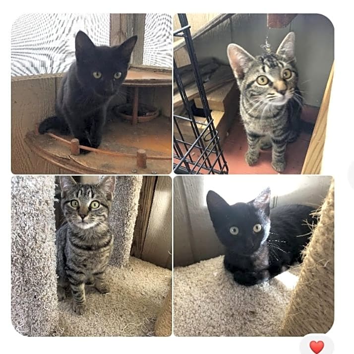 Photo of Raven, Panther, Suede & Dakota
