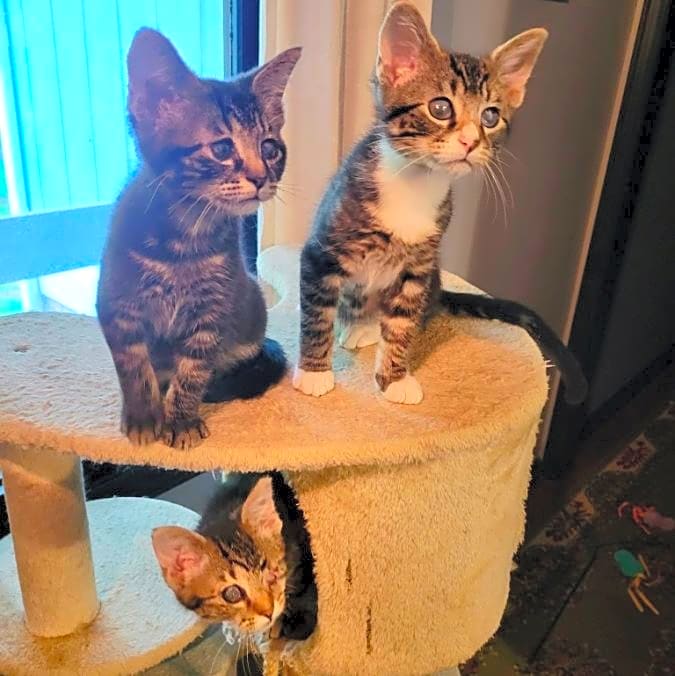 Photo of Bebe, Gigi, and Cici