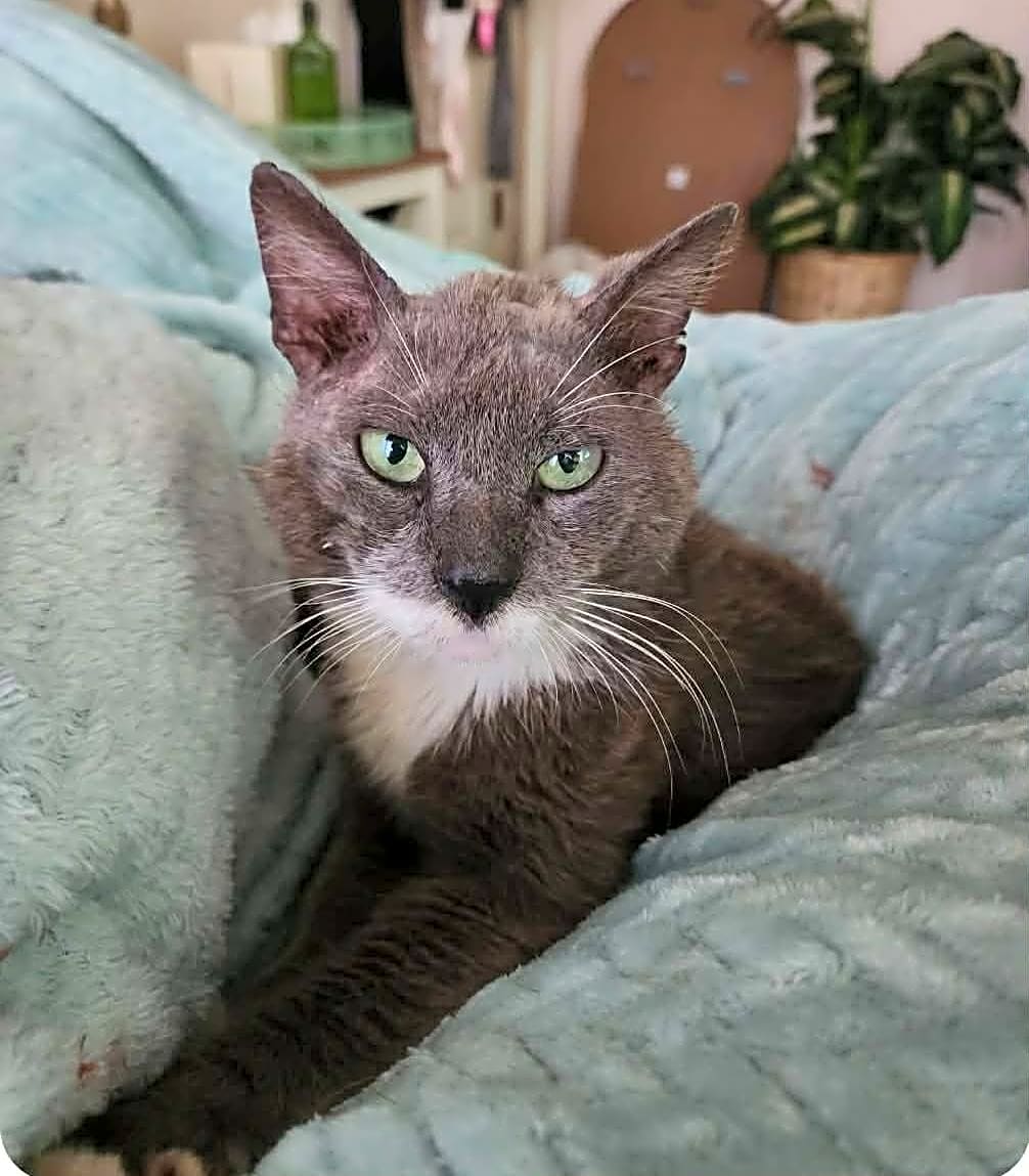 Photo of Dusty