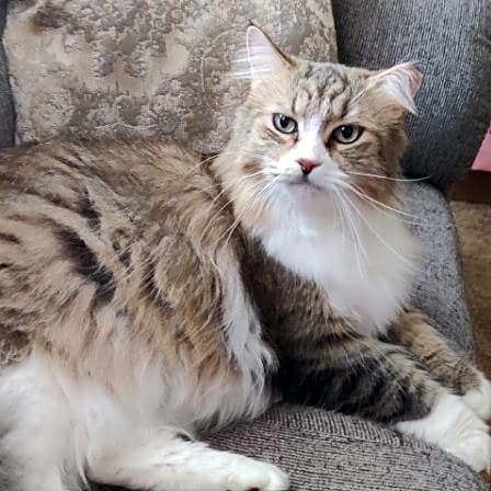 Photo of Oliver