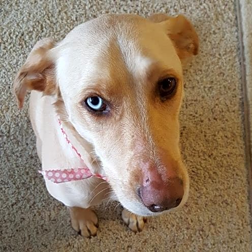 Photo of Lucy Lou Bear