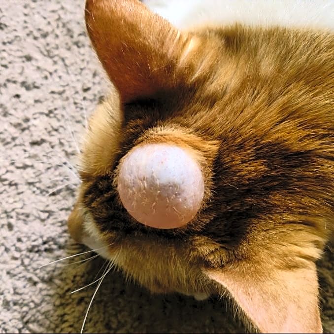 Photo of Blizz
