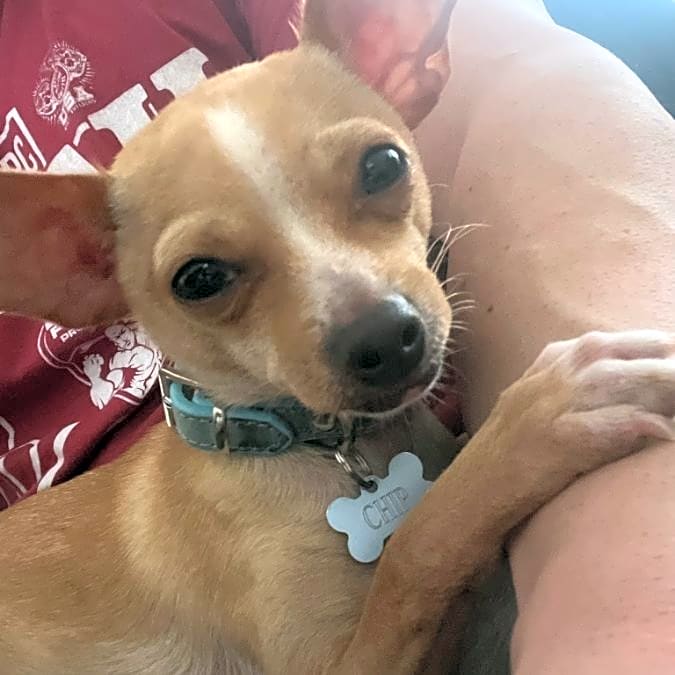 Photo of Chip