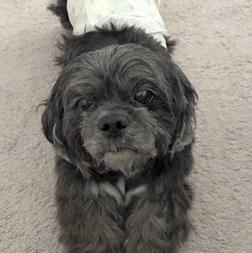 Photo of Rocky