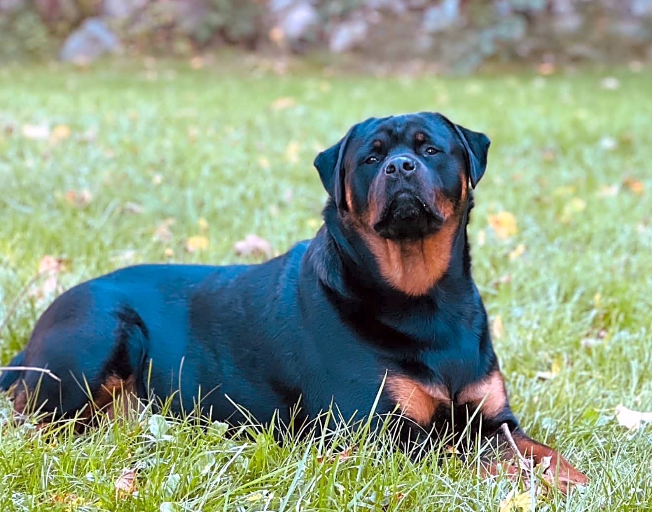 Photo of Boba
