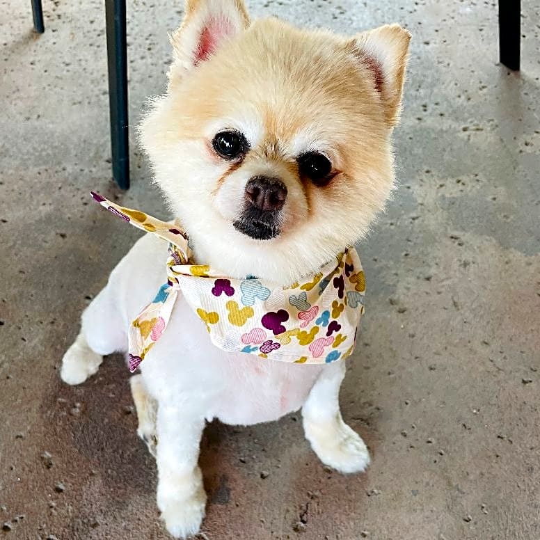 Photo of Bella