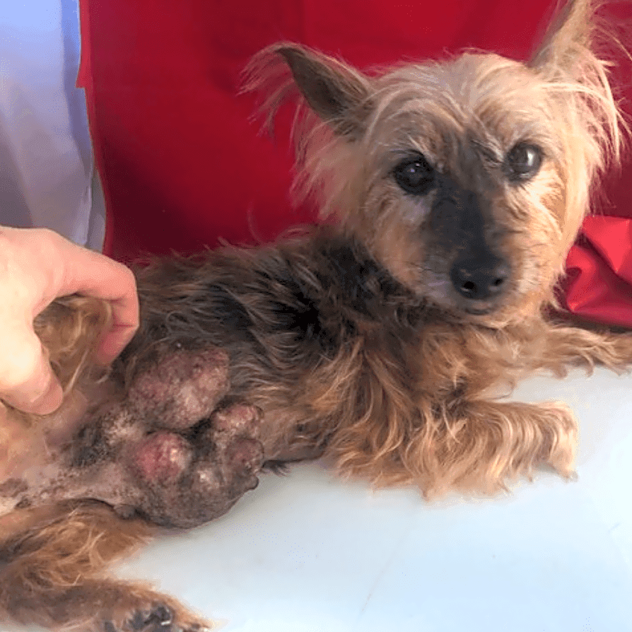 Photo of Tinkerbell