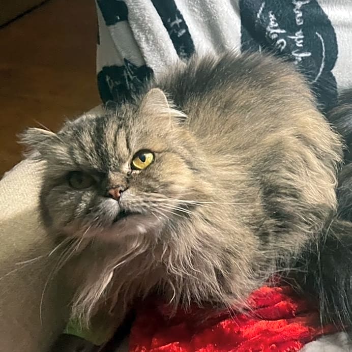 Photo of Coco kitty