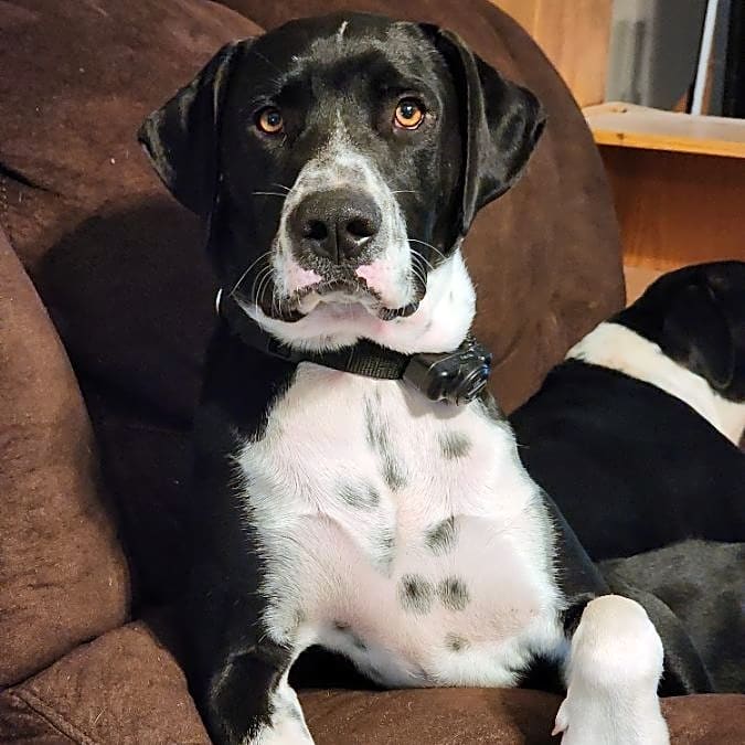 Photo of Cooter