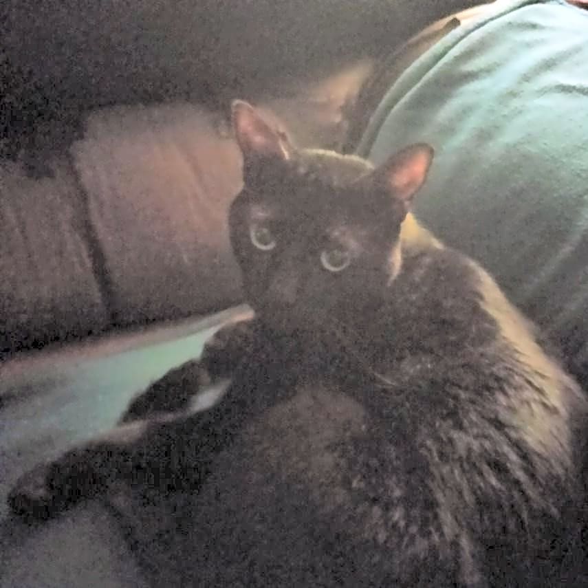 Photo of Nightmare