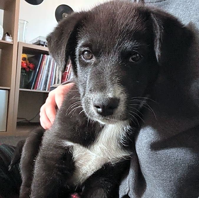 Photo of Milo