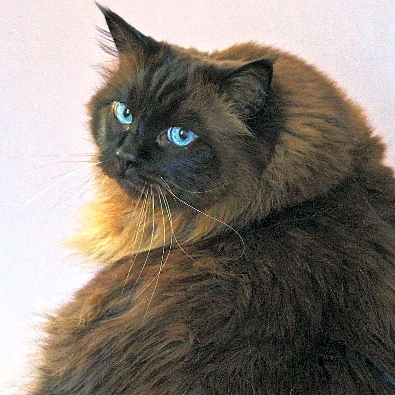 Photo of Momo