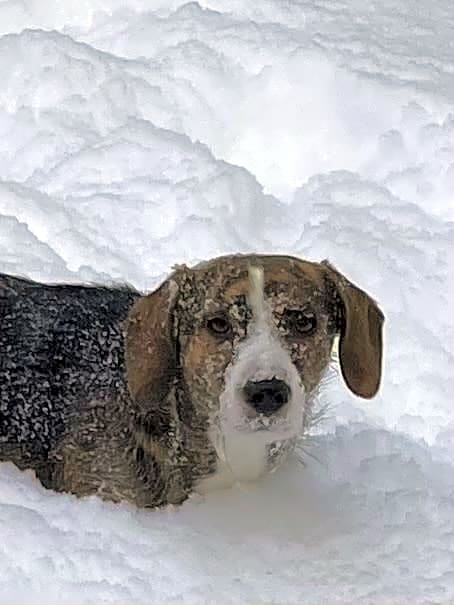 Photo of Rocky